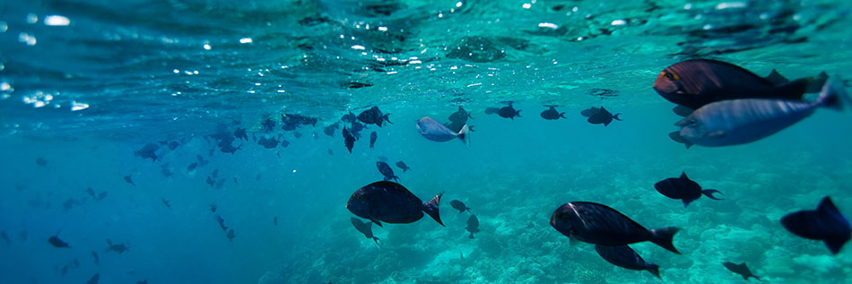 Especialidad en Oceanografía y Recursos Marinos